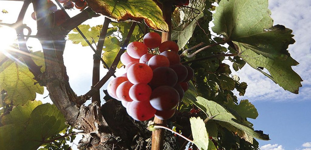 Uva Ruby Roman la più costosa al mondo