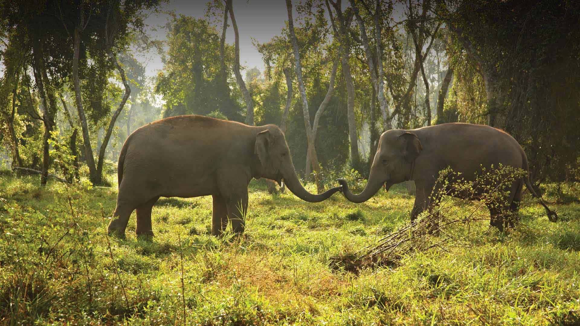 Anantara Resort Thailandia: dormire tra gli elefanti a scopo benefico 