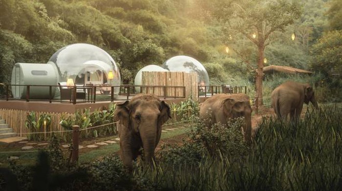 Anantara Resort Thailandia: dormire tra gli elefanti a scopo benefico 