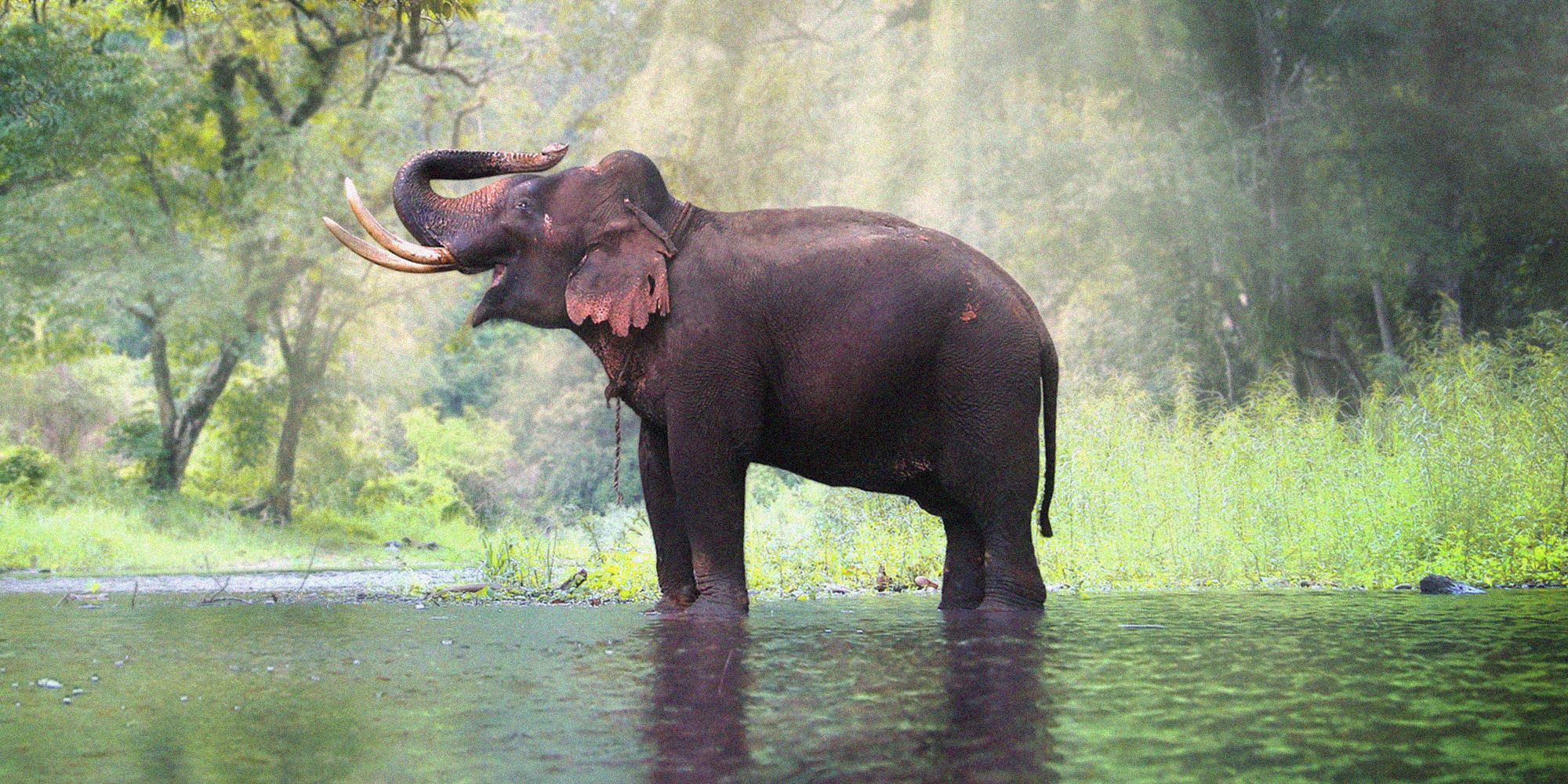 Anantara Resort Thailandia: dormire tra gli elefanti a scopo benefico 