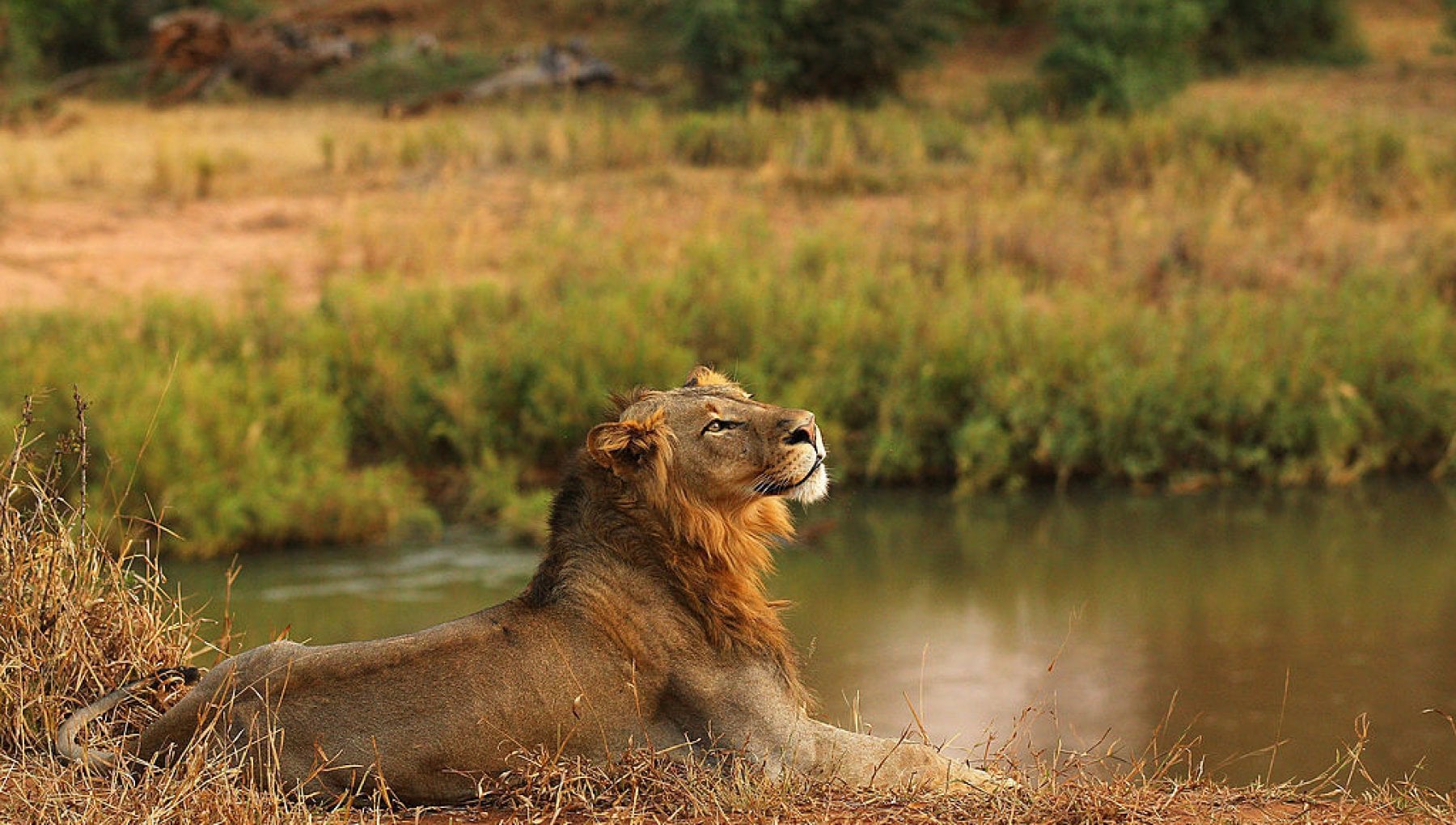 WWF SOS LEONE: il Progetto per salvare i grandi felini africani