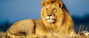 WWF SOS LEONE: il Progetto per salvare i grandi felini africani