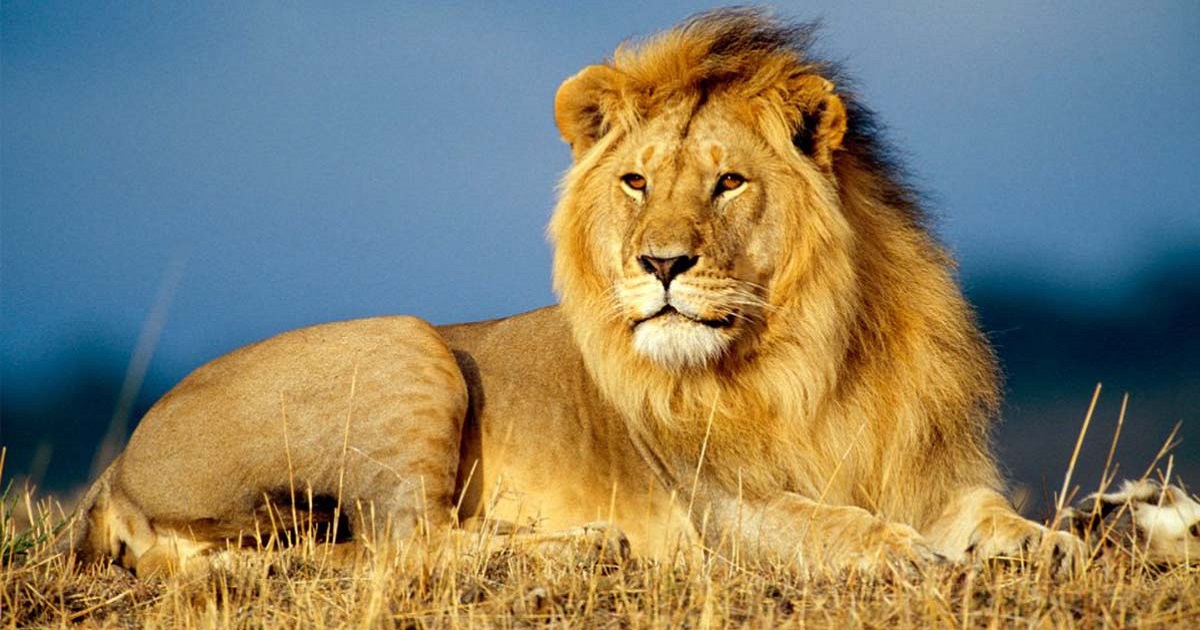 WWF SOS LEONE: il Progetto per salvare i grandi felini africani