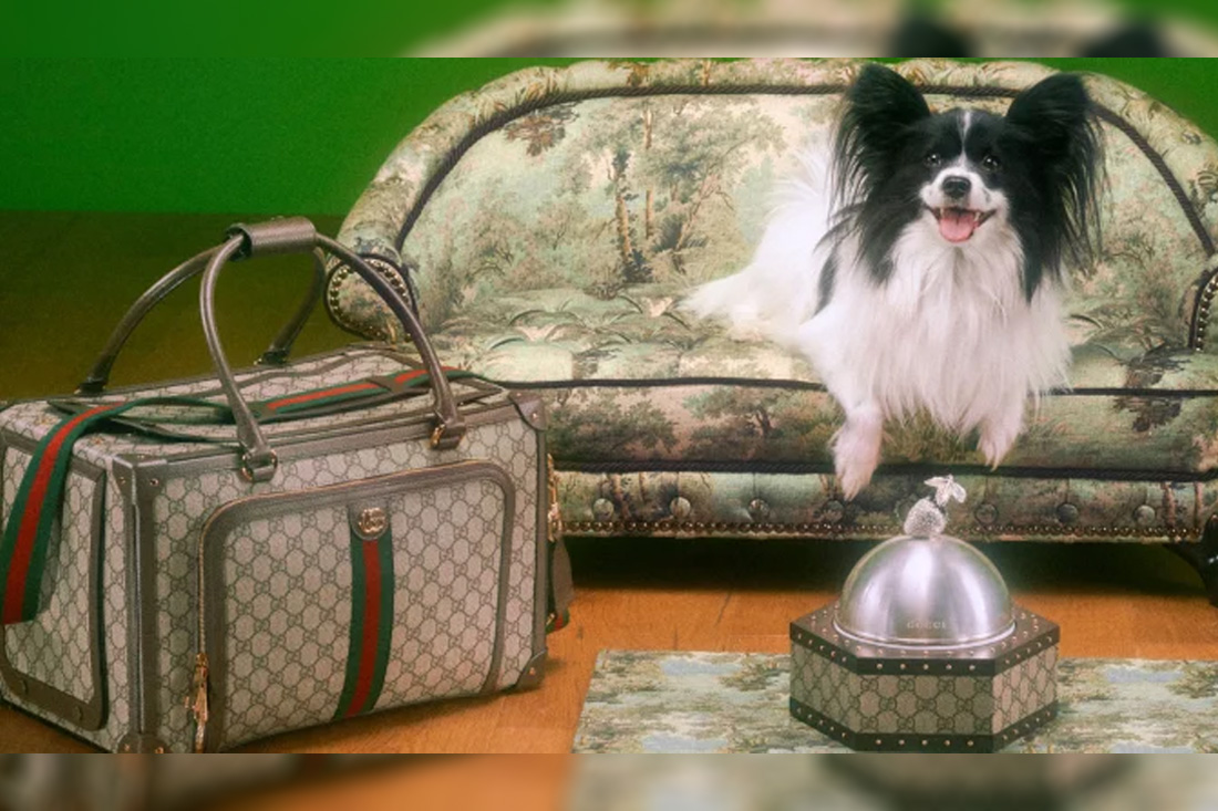 Gucci Pet 2022: la nuova collezione per gli amici a quattro zampe!