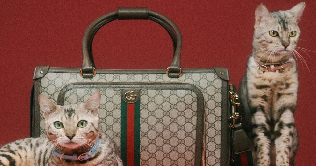 Gucci Pet 2022: la nuova collezione per gli amici a quattro zampe!