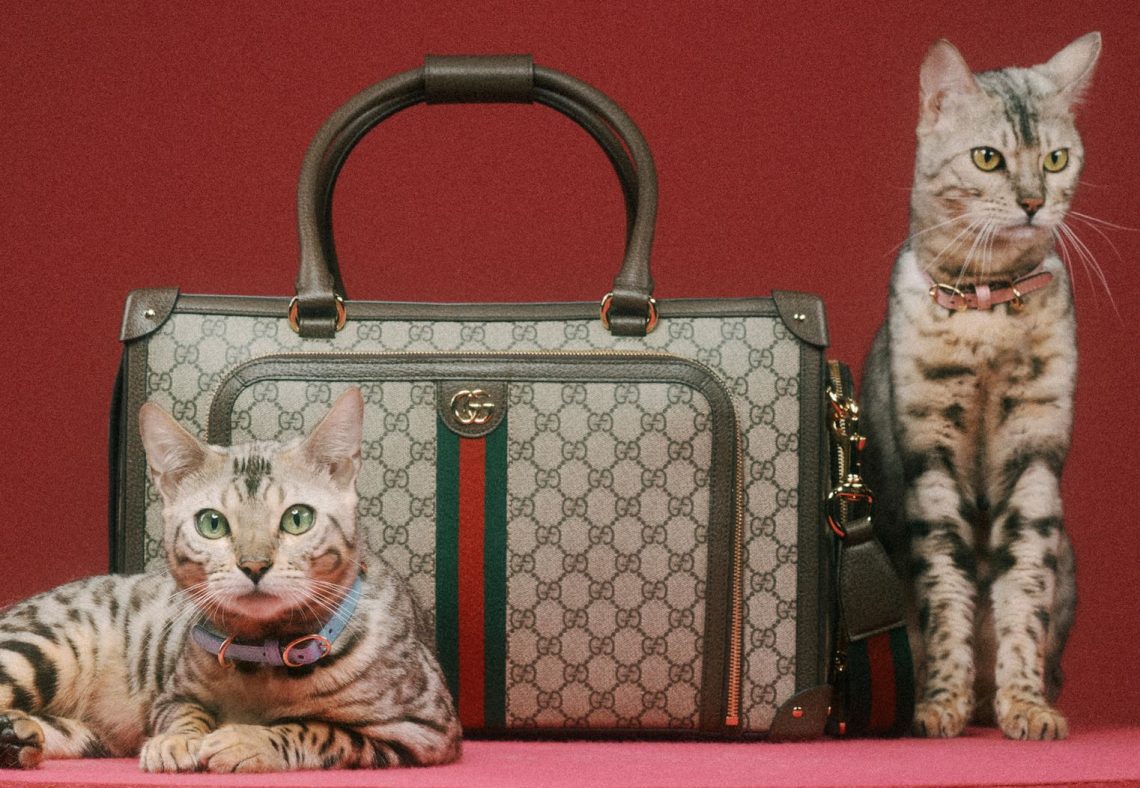 Gucci Pet 2022: la nuova collezione per gli amici a quattro zampe!