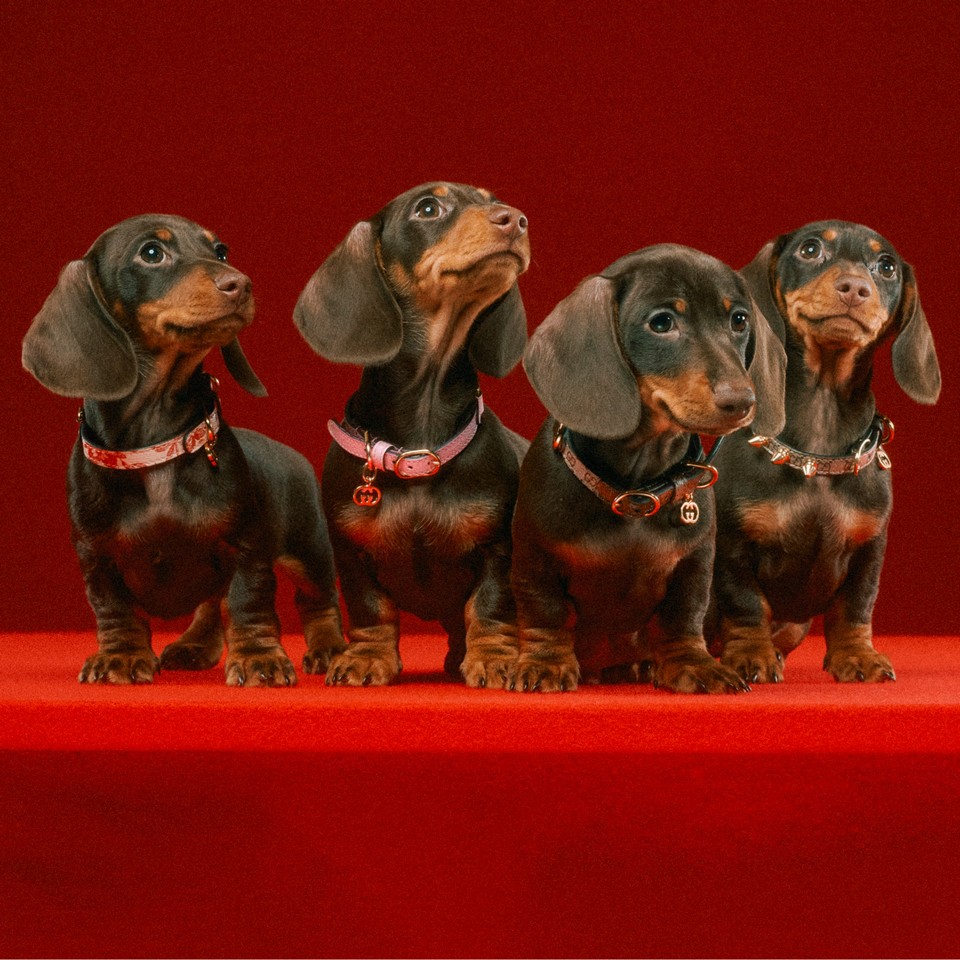 Gucci Pet 2022: la nuova collezione per gli amici a quattro zampe!