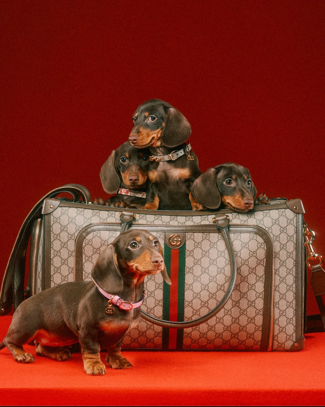 Gucci Pet 2022: la nuova collezione per gli amici a quattro zampe!