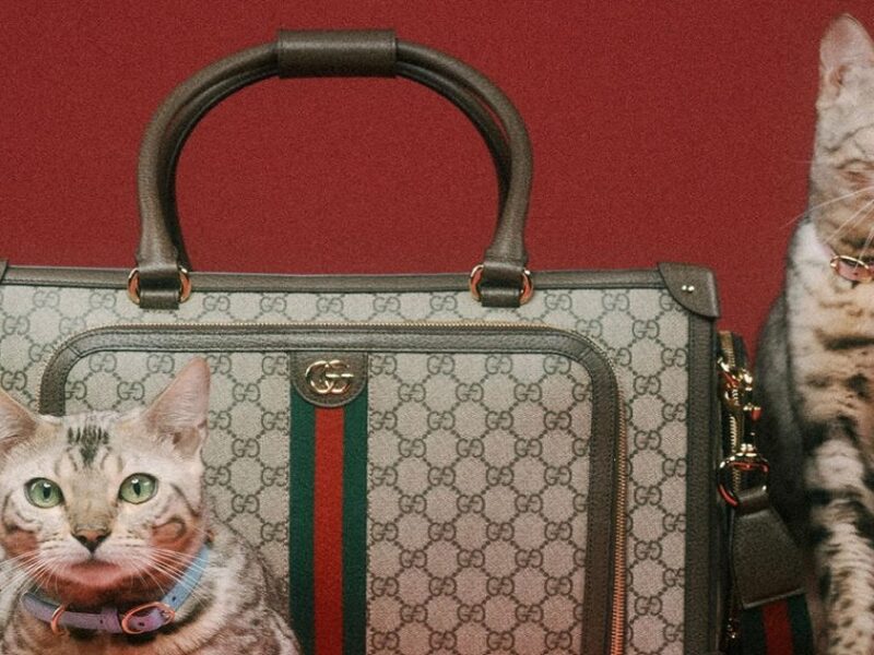 Gucci Pet 2022: la nuova collezione per gli amici a quattro zampe!