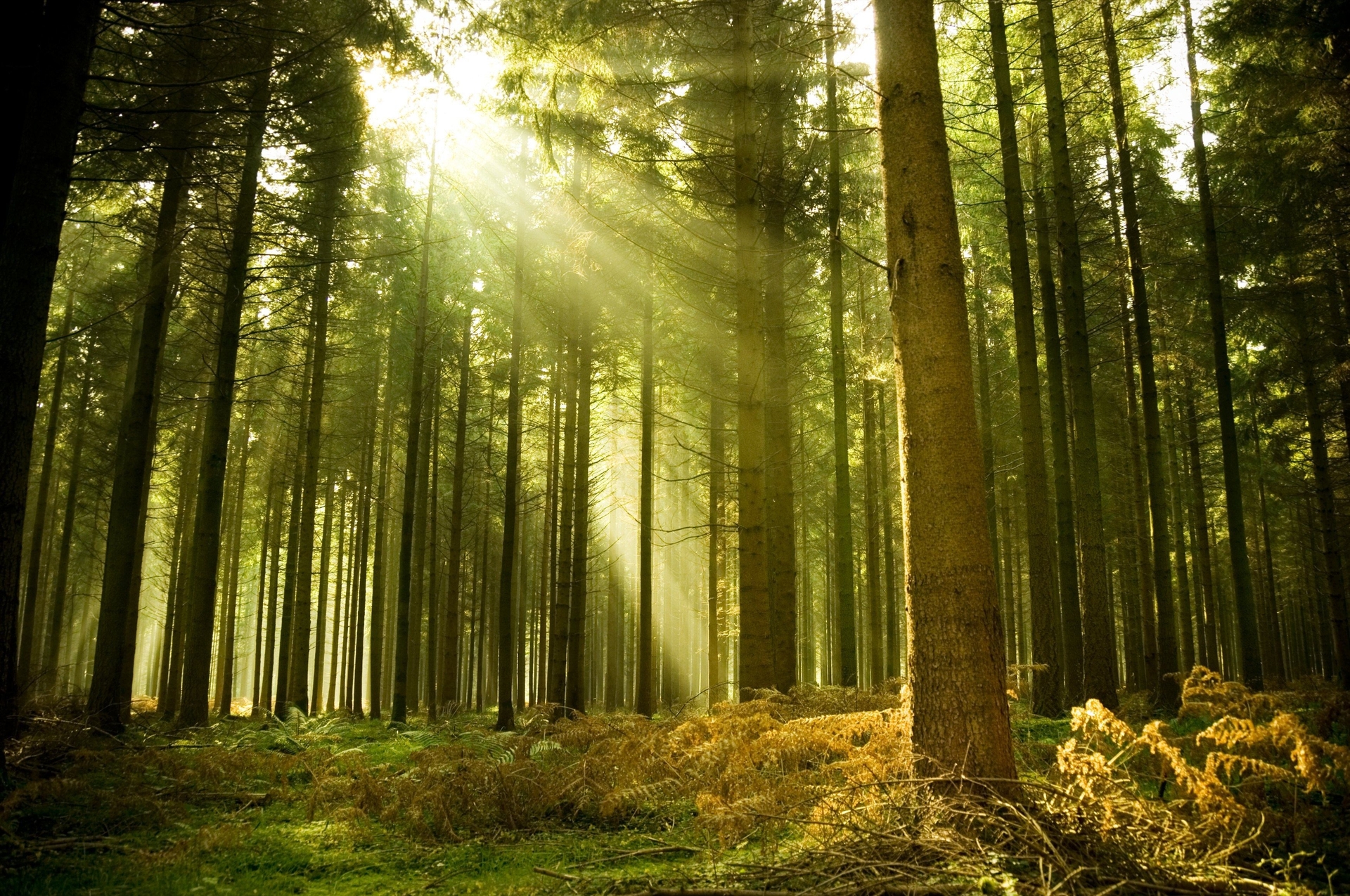 Ecoterapia Abbracciare la natura per riprendersi la propria vita