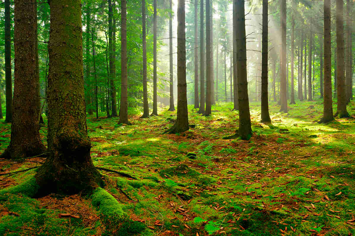 Ecoterapia Abbracciare la natura per riprendersi la propria vita